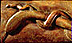 go to enlarged image